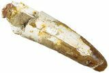 Bargai, Fossil Spinosaurus Tooth - Real Dinosaur Tooth #293998-1